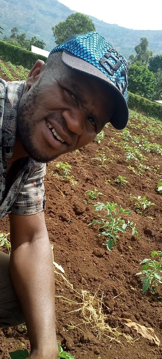 BonfaceNdege's tweet photo. 12 days after planting with yara Power+ # MboleaNiyara #knowledgegrows https://t.co/pCP47vWf6l