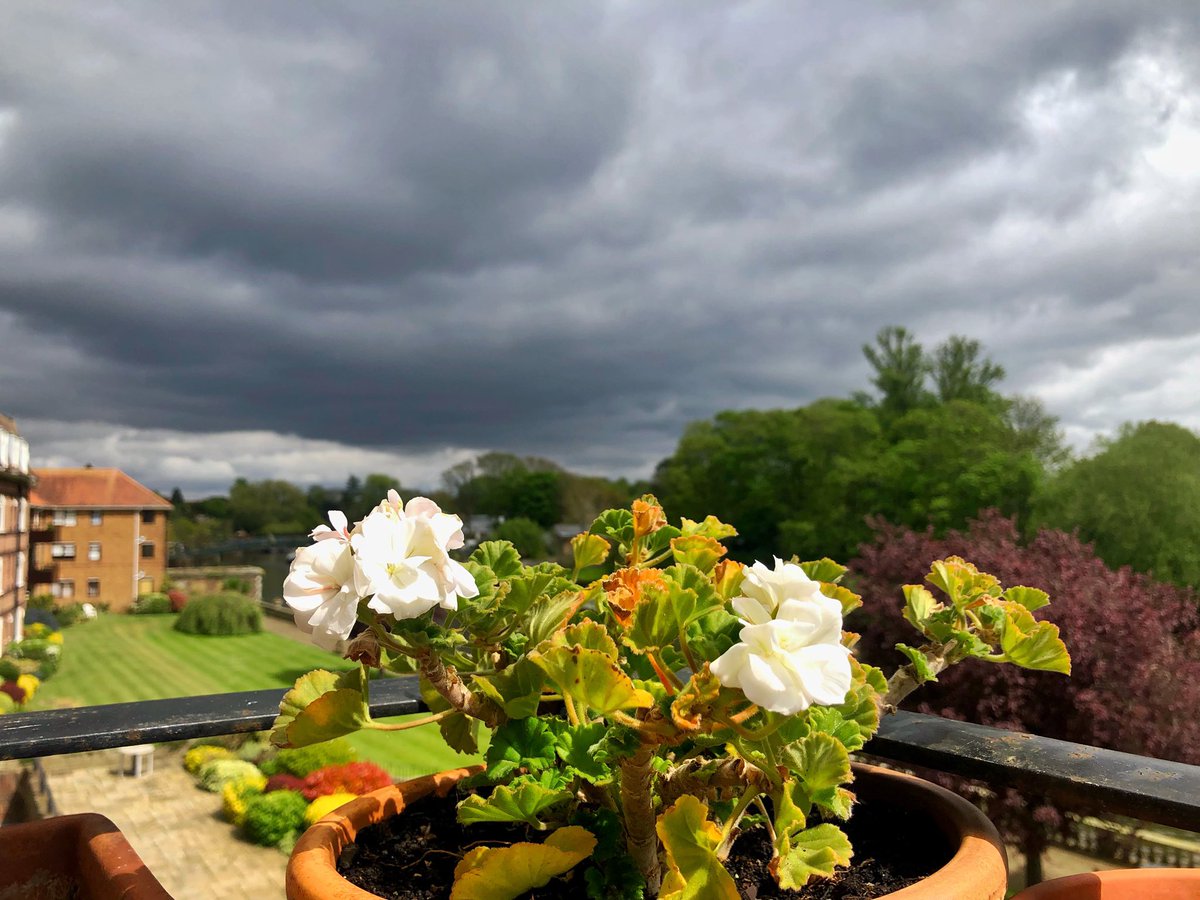 ruths_gallery's tweet image. Sun showers at Twickenham. 

Love it when the sun contrasts with dark clouds. 

@metoffice #loveukweather #twickenham #geraniums #viewfrommybalcony @SallyWeather