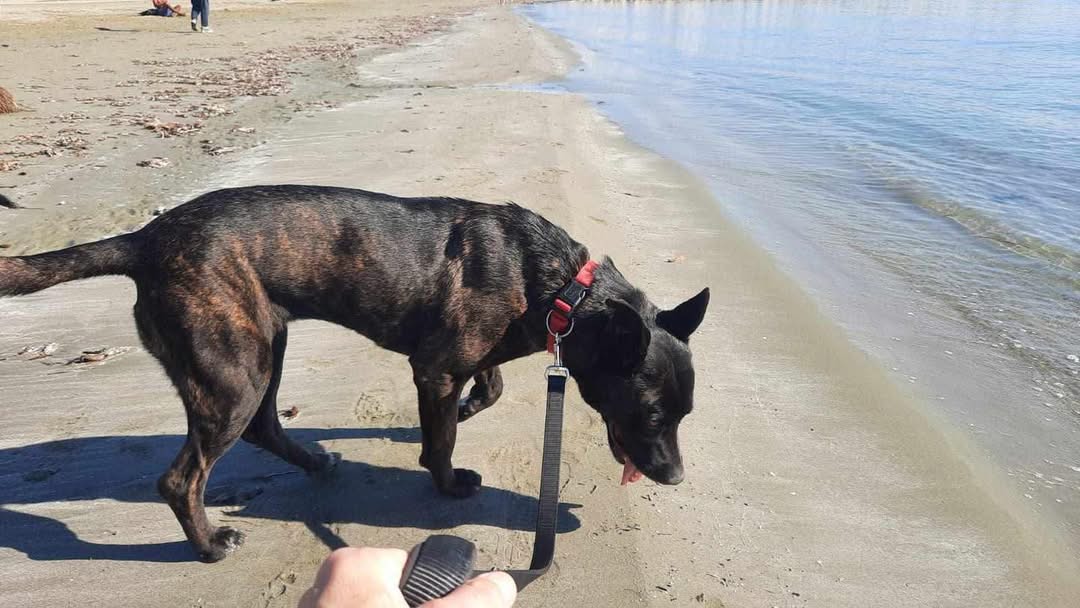 Sara enjoys the rare opportunities that she has to get out of the shelter. Sara is about two years old.
Sarah is a calm and very friendly girl. She gets along great with the other shelter dogs and she happily plays with any dog she meets.
She is also very calm with children.