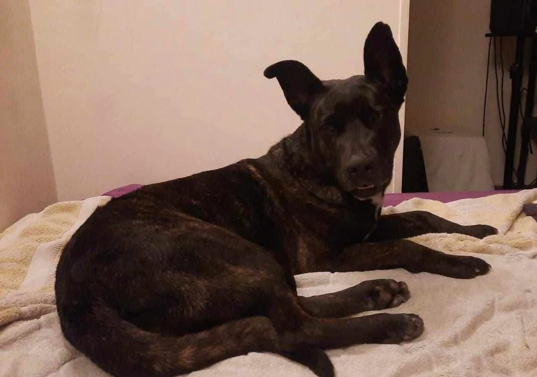JCDogRehoming's tweet photo. Sara enjoys the rare opportunities that she has to get out of the shelter. Sara is about two years old.
Sarah is a calm and very friendly girl. She gets along great with the other shelter dogs and she happily plays with any dog she meets.
She is also very calm with children. https://t.co/qUTxMZxuHT