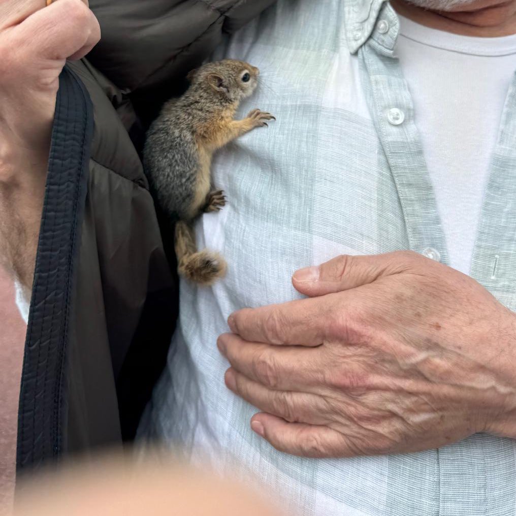 hirozaki2020's tweet photo. Bi’ tane bebek sincap  🐿️  deprem olunca korkup koşup babama sığınmış. :( https://t.co/XdRnGJhHjl