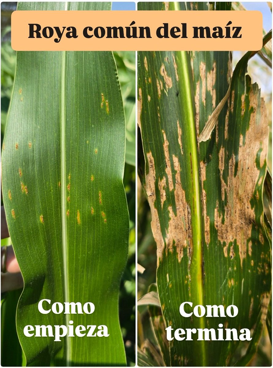 Nicolás Scandolo tweet media