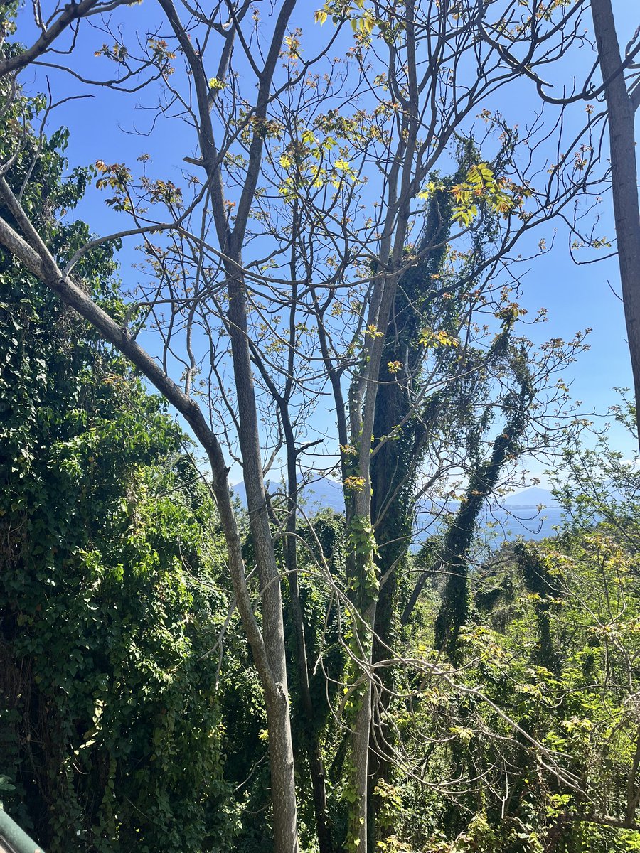 Atrebor78's tweet image. 😍🥹 #springhassprung #fotomia