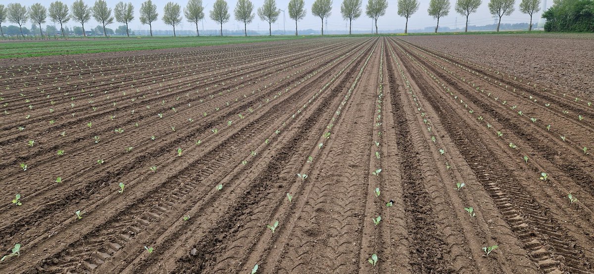 De eerste planting biologische witte kool met bestemming zuurkool zit in de grond 😃