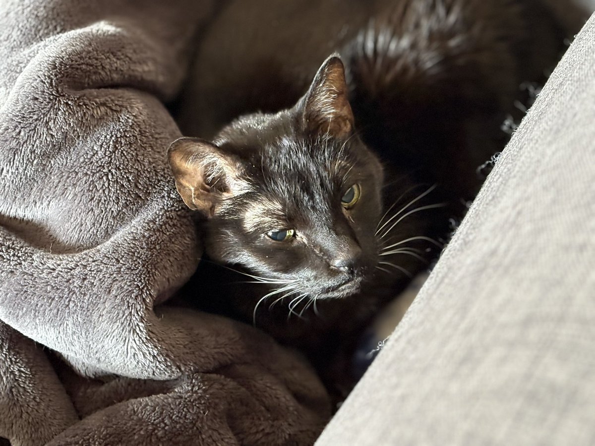 Big brother Lewis the #panfur says happy #whiskerswednesday Wednesday hope everyone has a peaceful day ❤️
#CatsOfTwitter #catsofX #TabbyTroop #humpday #CatFort