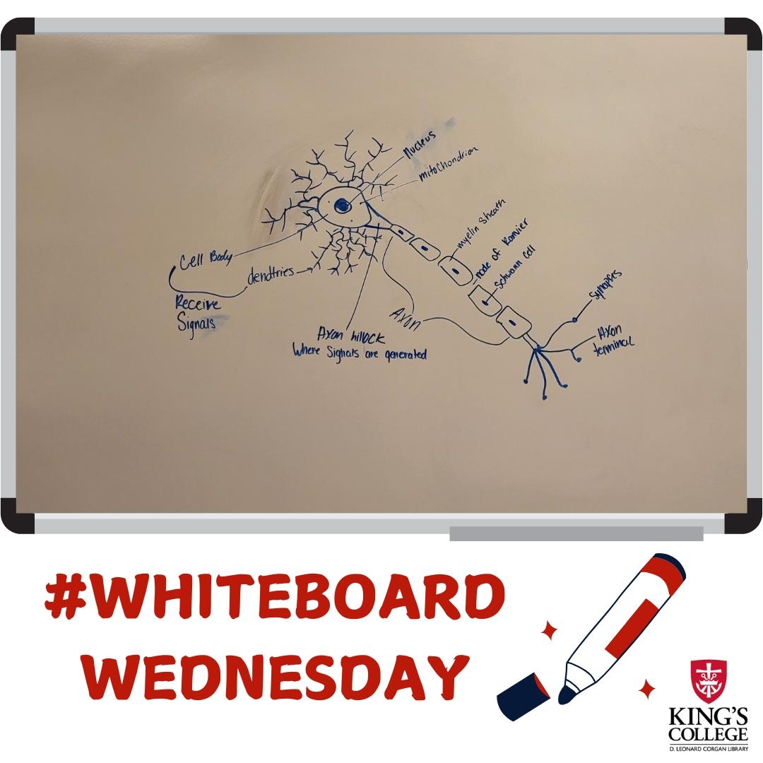 This #WhiteboardWednesday features the very thing that transmits signals in our bodies, a neuron. Good luck to all students as the semester is quickly coming to an end!