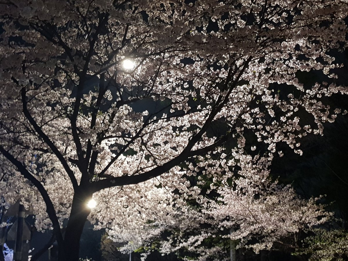ice_myang's tweet photo. 벚꽃 지기전에 많이 찍어둬서 다행이다 https://t.co/krjkTSGCom