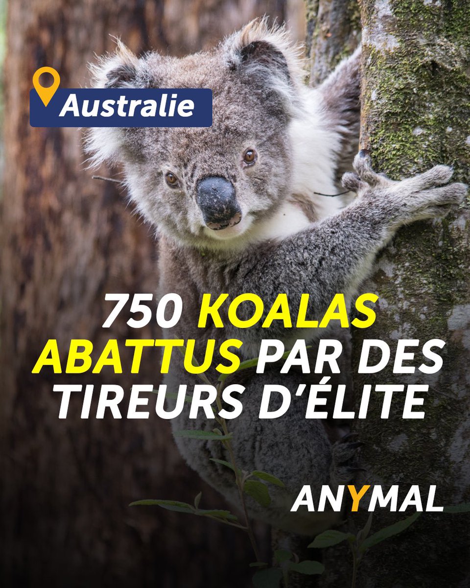 Anymal tweet media