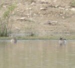 Chris Needham (@young_nudger) on Twitter photo More by accident than design due to dry weather - but #RSPB Wombwell Ings looking fab 👍
W/levels - sward length 👍
Lapwing / Redshank numbers not seen for 20 years 👍
<a href="/RSPB_OldMoor/">RSPB_OldMoor</a>
<a href="/Barnsleybsg/">Barnsley Birders</a>
<a href="/tykebirder/">Jeff Wragg</a>
Distant garganey pr - <a href="/GarganeyTrust/">Garganey Trust</a> Fleet.
Wheatear 1
Yellow Wag 3 More by accident than design due to dry weather - but #RSPB Wombwell Ings looking fab 👍
W/levels - sward length 👍
Lapwing / Redshank numbers not seen for 20 years 👍
<a href="/RSPB_OldMoor/">RSPB_OldMoor</a>
<a href="/Barnsleybsg/">Barnsley Birders</a>
<a href="/tykebirder/">Jeff Wragg</a>
Distant garganey pr - <a href="/GarganeyTrust/">Garganey Trust</a> Fleet.
Wheatear 1
Yellow Wag 3