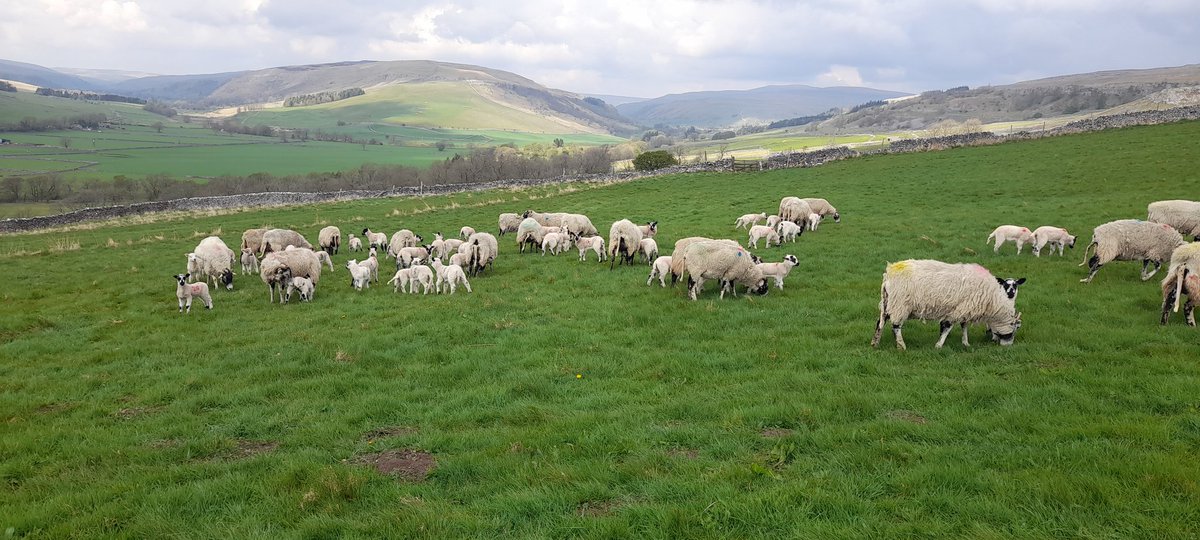 Richard Stockdale (@richardstockda5) on Twitter photo Fresh field with a view Fresh field with a view