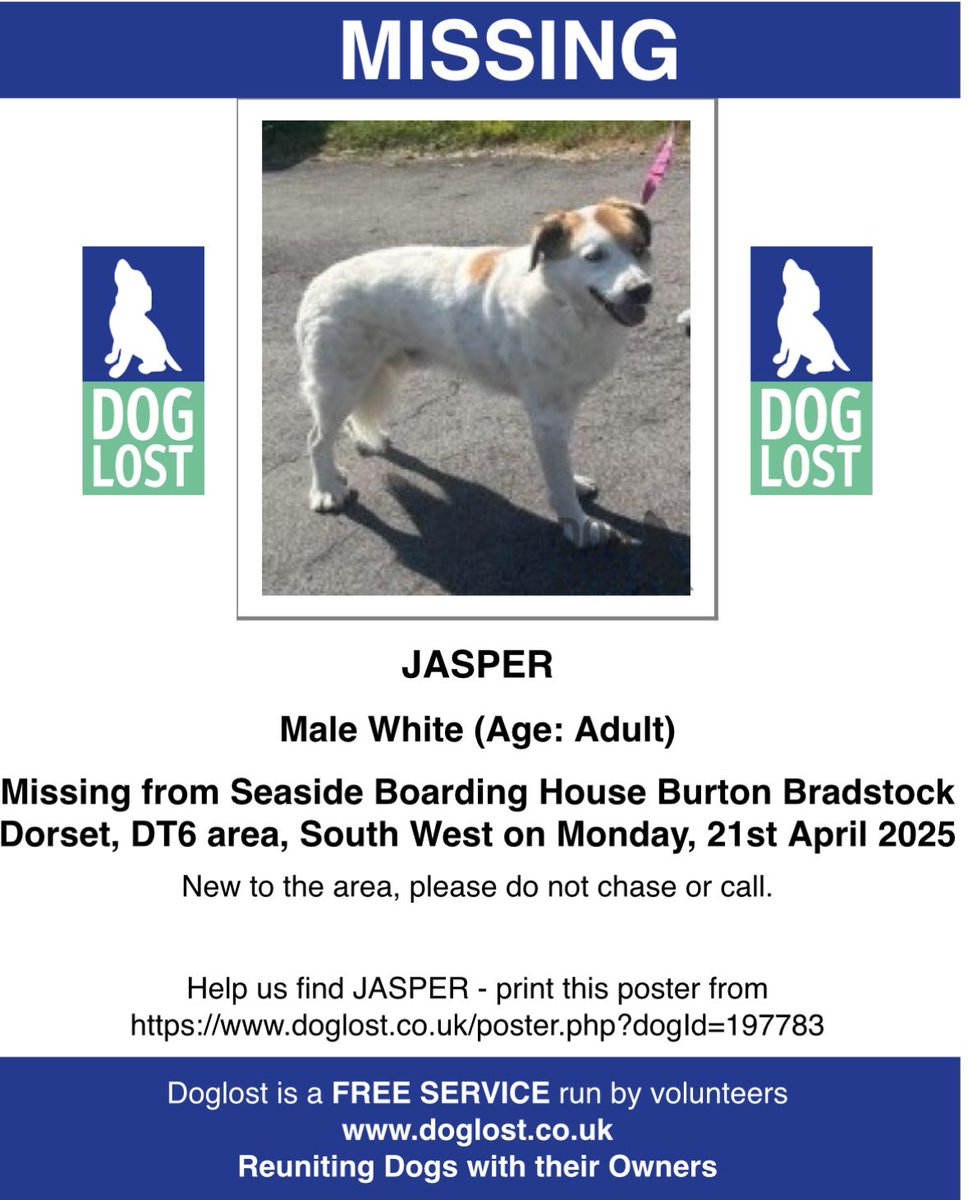 JASPER missing SEASIDE BOARDING HOUSE, #BURTONBRADSTOCK #Dorset #DT6 21/4/25 

Male/adult white breed, brown patch over eye/nervous twitch 
CHIPPED 

NEW TO AREA - DO NOT CHASE OR CALL 

doglost.co.uk/dog-blog.php?d…

<a href="/burtonbradstock/">bbcars</a> <a href="/DroneDorset/">DroneViews</a> <a href="/DorsetHour/">#Dorsethour</a> <a href="/The_Animal_Team/">The Animal Team</a> <a href="/alid2912/">ali d</a>