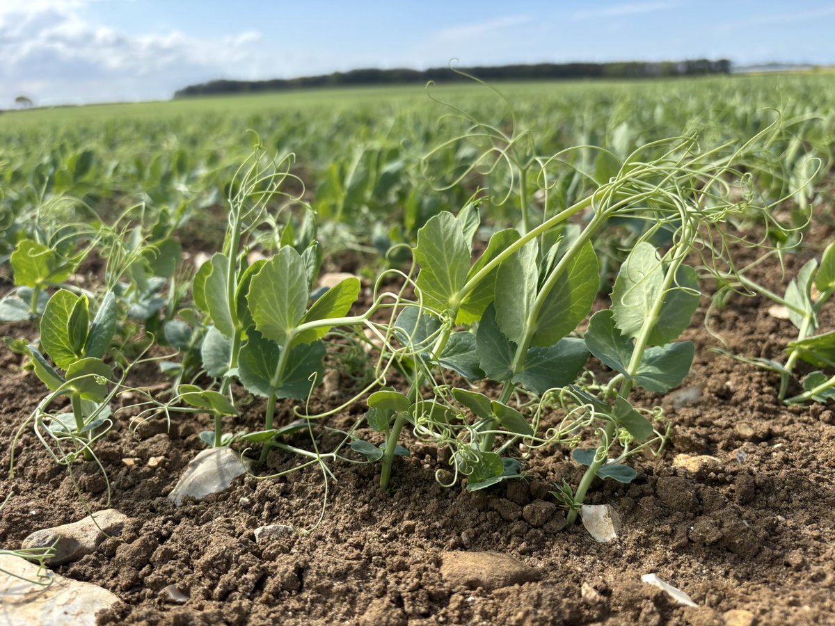 Russell Corfield (@peamanruss) on Twitter photo 52Ha block of Style 🫛🫛 from <a href="/ChurchOfBures/">Church of Bures Seeds</a> pushing on nicely with one of our new growers 52Ha block of Style 🫛🫛 from <a href="/ChurchOfBures/">Church of Bures Seeds</a> pushing on nicely with one of our new growers