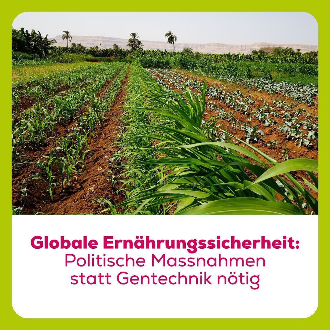 SAG (@sag_gentechfrei) on Twitter photo Hunger ist keine Frage der mangelnden Produktion, sondern der Verteilung. Aus diesem Grund sind technologische Quick Fixes wie die neue Gentechnik keine Lösung zur Schaffung globaler Ernährungssicherheit. buff.ly/qQlnjOs Stattdessen braucht es politische Massnahmen zur Hunger ist keine Frage der mangelnden Produktion, sondern der Verteilung. Aus diesem Grund sind technologische Quick Fixes wie die neue Gentechnik keine Lösung zur Schaffung globaler Ernährungssicherheit. buff.ly/qQlnjOs Stattdessen braucht es politische Massnahmen zur