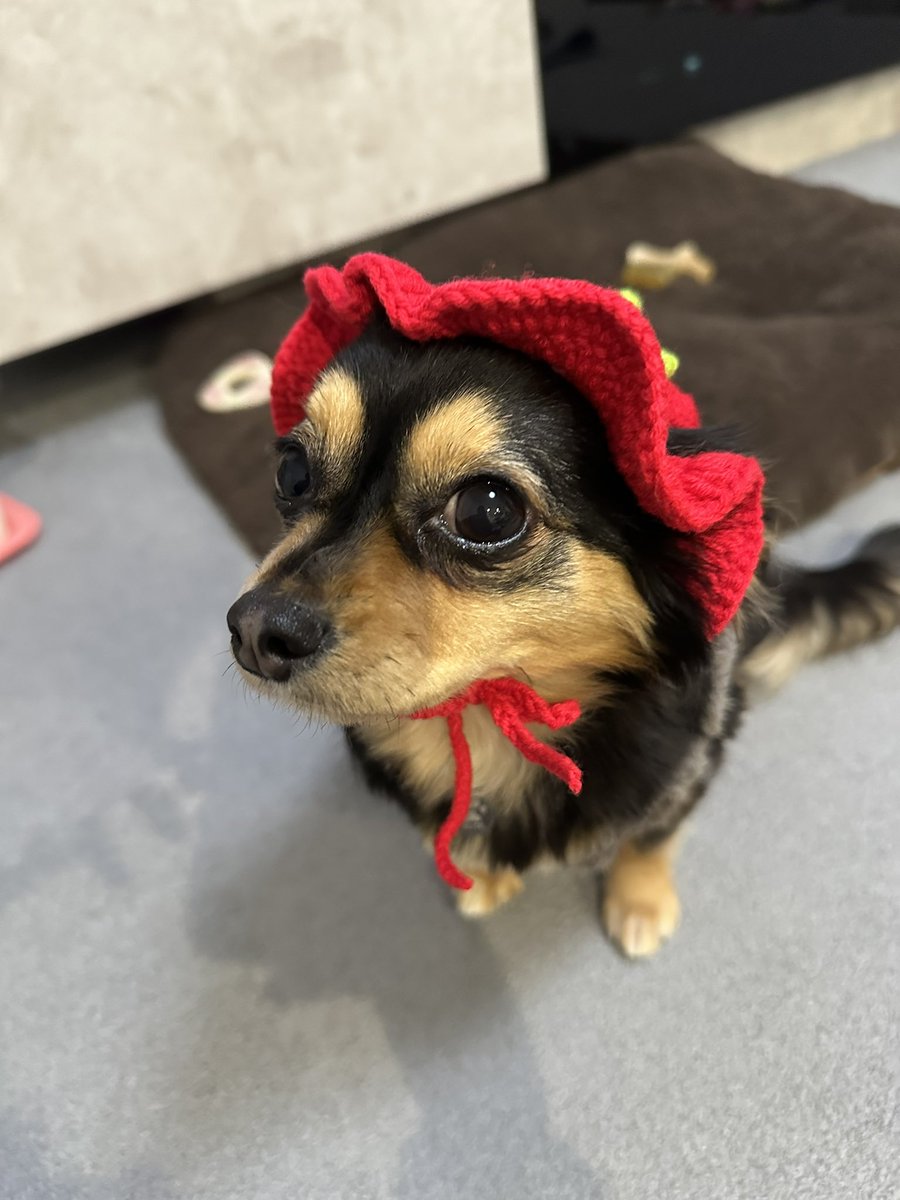mamucha371's tweet photo. 🎂2023年 6月19日 

るてについて。語彙力皆無ですが😭

これからもるての大好きなお散歩へいけるように
全力でサポートしたいので何か情報がありましたら
教えて頂きたいです🙇🏻‍♀️

#チワックス #腎不全 #腎臓ケア https://t.co/DhUNLEkpSq