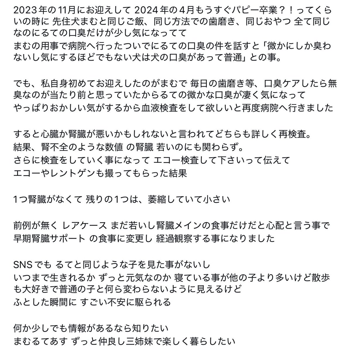 mamucha371's tweet photo. 🎂2023年 6月19日 

るてについて。語彙力皆無ですが😭

これからもるての大好きなお散歩へいけるように
全力でサポートしたいので何か情報がありましたら
教えて頂きたいです🙇🏻‍♀️

#チワックス #腎不全 #腎臓ケア https://t.co/DhUNLEkpSq