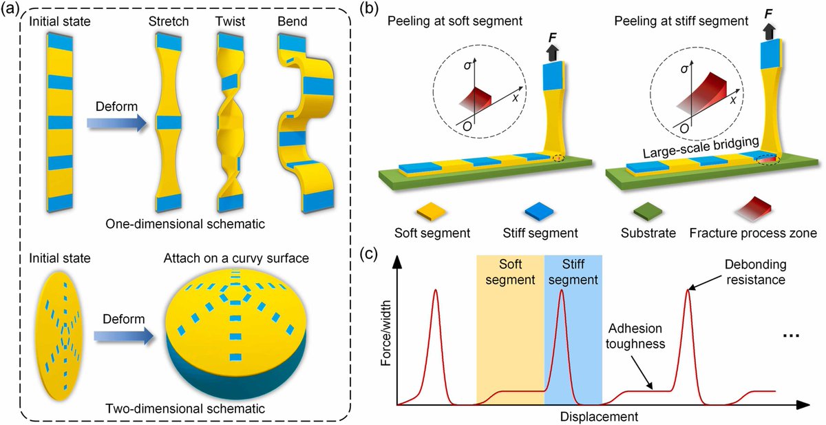 New study proposes a strategy for high debonding resistance via large-scale bridging, enabled by structural heterogeneities.
💡 Stiff islands + soft bridges = 13× improvement!
✨ Applications: stretchable light strip, bandage repair.
🧵 Read more: sciencedirect.com/science/articl…