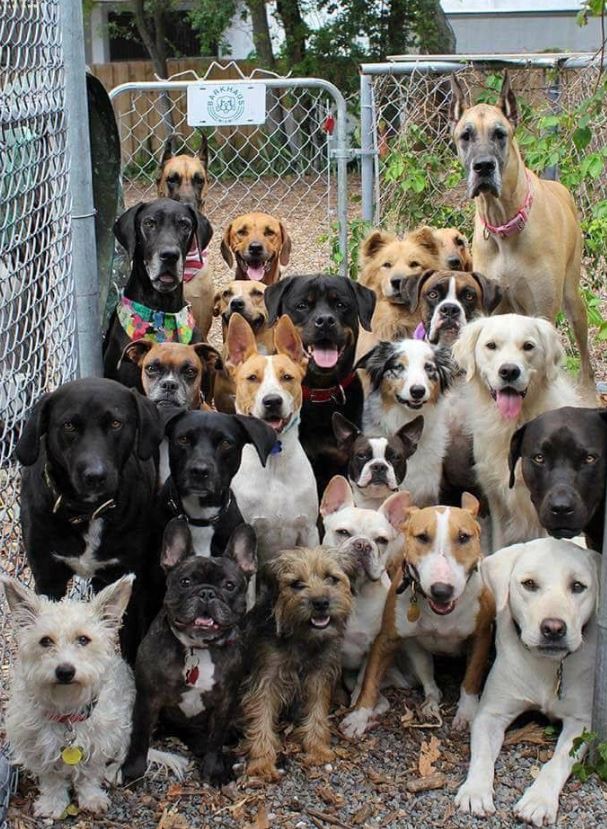 Best in Dogs tweet media