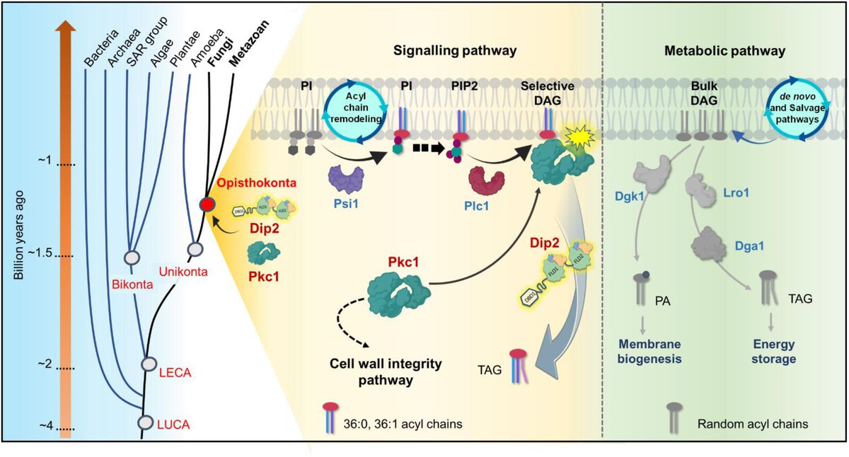 Sankar's Lab (@sankar_lab) on Twitter photo We are back again!✌️ Our latest work in @elife reveals the long-lost evolutionary origin of the DAG-PKC signaling pathway regulated by Dip2! Shoutout to the team behind this breakthrough!👏<a href="/SakshiSham60803/">Sakshi Shambhavi</a> <a href="/SudiptaCCMB/">Sudipta Mondal, PhD</a> <a href="/KamatLab_IISER/">Siddhesh Kamat</a> <a href="/sankarfr1/">Sankaranarayanan Rajan</a> <a href="/ccmb_csir/">CCMB</a> shorturl.at/cxdKI We are back again!✌️ Our latest work in @elife reveals the long-lost evolutionary origin of the DAG-PKC signaling pathway regulated by Dip2! Shoutout to the team behind this breakthrough!👏<a href="/SakshiSham60803/">Sakshi Shambhavi</a> <a href="/SudiptaCCMB/">Sudipta Mondal, PhD</a> <a href="/KamatLab_IISER/">Siddhesh Kamat</a> <a href="/sankarfr1/">Sankaranarayanan Rajan</a> <a href="/ccmb_csir/">CCMB</a> shorturl.at/cxdKI