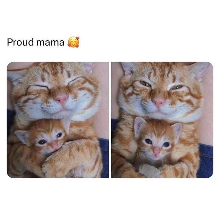 ShouldHaveCat's tweet photo. https://t.co/NGHFsxAQMK