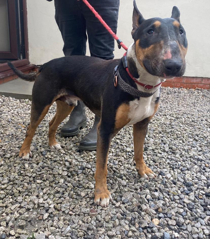 AdoptionsUk's tweet photo. Please share to help find the owner or a rescue shelter space for this stray/abandoned dog found #Pemberton #Wigan #Manchester #UK . Now in a council pound
If you can offer a rescue shelter space please contact the dog warden below asap ๐ถ๐ข
Found : 22 APRIL 25
FOUND: Pemberton WN5
Collected from Little Lane Vets, Wigan
PLEASE SHARE TO HELP REUNITE WITH OWNER
PROOF OF OWNERSHIP AND COUNCIL FEE REQUIRED
PLEASE CONTACT US ON 01942 700700
info@animalwardenservices.co.uk
https://t.co/BJlcpdGhJJ
#dogs #dog #greatermanchester #greatermanchesterpolice #dogsofx #dogsoftwitter #England #Wales #Scotland #EnglishBullTerrier @MissingPetsGB @SAMPAuk_ @DogLostUK @millypod1 @thismorning @BBCNews @itvnews @DrBrianMay @DefraGovUK @DanielZeichner @RosieDuffield1 @DannyVet @SteveReedMP @jackmrankin @andreajenkyns @AllDogsMatter @themayhew #adoptdtonshop #Rescuedogs