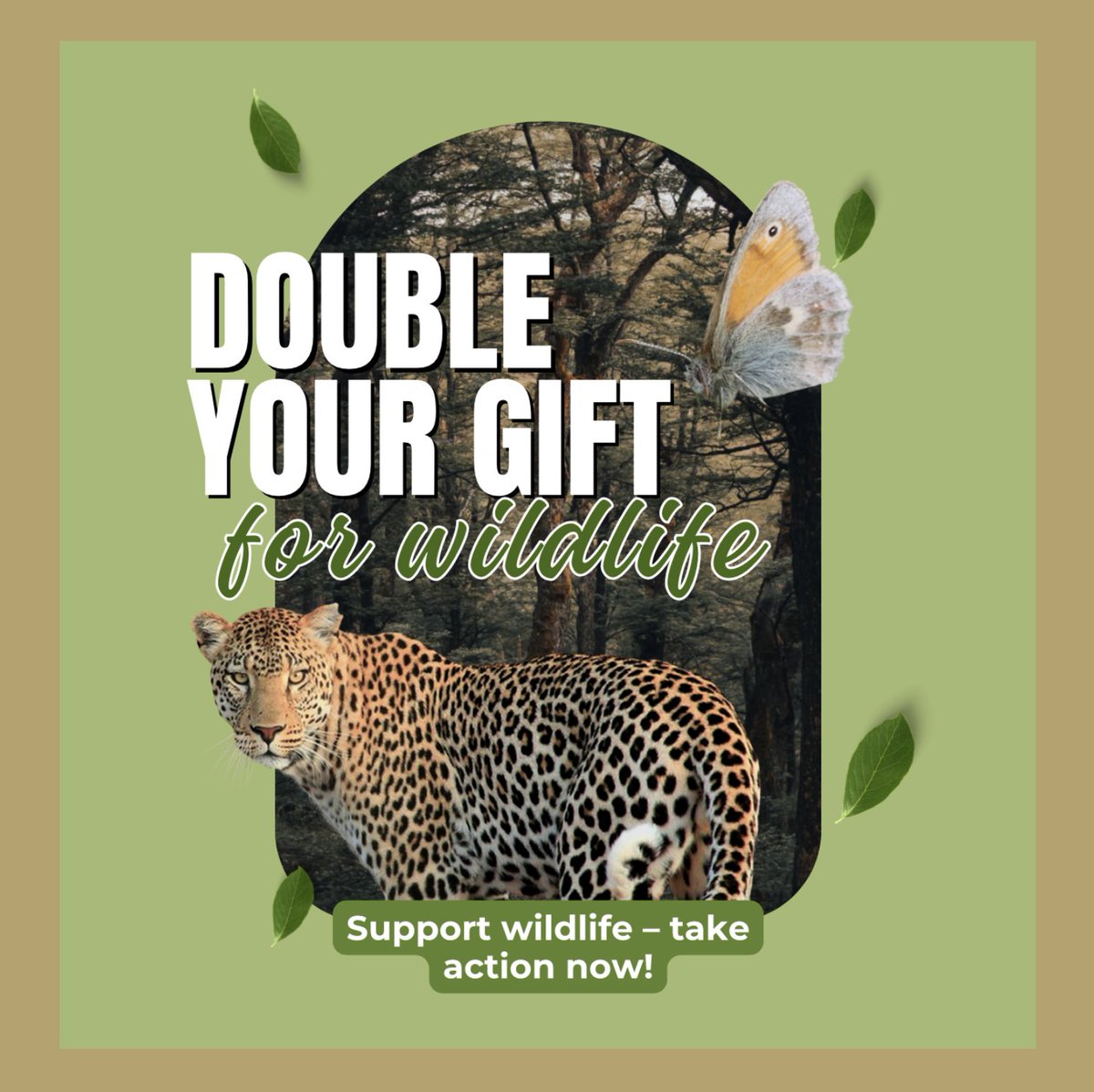Lancashire Magazine (@lancashiremag) on Twitter photo Briddlesford Woods is the largest ancient semi-natural wood on the Isle of Wight. By managing this nature reserve, we’re protecting one of our nation’s best wildlife sites.
Please visit this link to protect our wildlife: donate.biggive.org/campaign/a05WS…
<a href="/PTES/">People's Trust for Endangered Species</a> Briddlesford Woods is the largest ancient semi-natural wood on the Isle of Wight. By managing this nature reserve, we’re protecting one of our nation’s best wildlife sites.
Please visit this link to protect our wildlife: donate.biggive.org/campaign/a05WS…
<a href="/PTES/">People's Trust for Endangered Species</a>