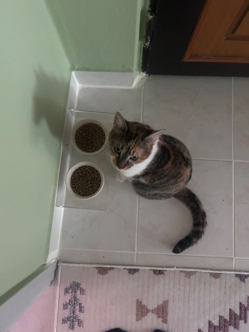 KAYIP‼️‼️
Deprem sırasında İstanbul Bahçelievler Kocasinan mahallesinde kaçıp kayboldu dişi, kısır değil ismi Nazlı. Pisipisi diyince daha çok tepki verebilir bazen ismine de duyarlı. İnsanlardan korkuyor. Tüylerinde turuncu renk çok.
instagram: yareenkanbur