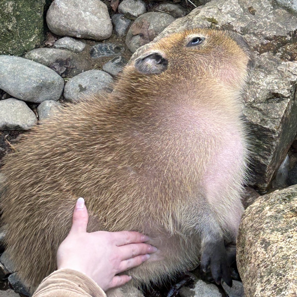 カピバラの僕(しもべ) (@servantcapybara) / X カピバラの僕(しもべ) (@servantcapybara) / X