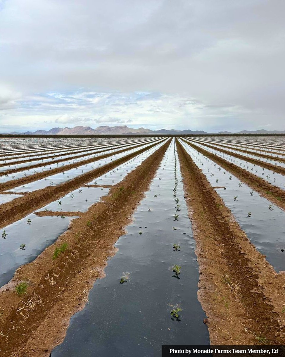 farms_monette's tweet image. It’s watermelon time! 

Using tarps worked well for us last season—helping block weeds, conserve moisture, and protect the soil from erosion. We’re excited to build on last year’s success and enhance our sustainability and efficiency even more.

#SustainableAg #WatermelonGrowing