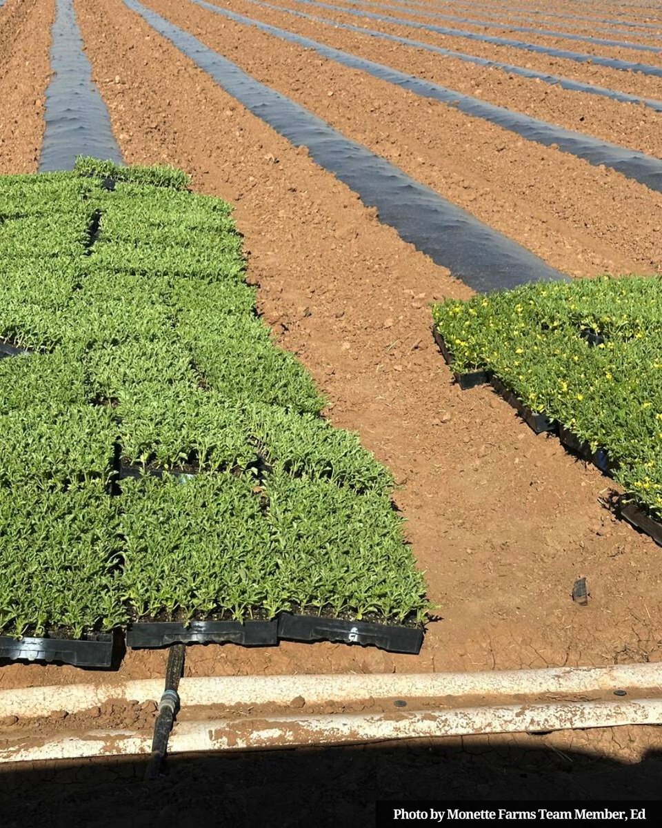 farms_monette's tweet image. It’s watermelon time! 

Using tarps worked well for us last season—helping block weeds, conserve moisture, and protect the soil from erosion. We’re excited to build on last year’s success and enhance our sustainability and efficiency even more.

#SustainableAg #WatermelonGrowing