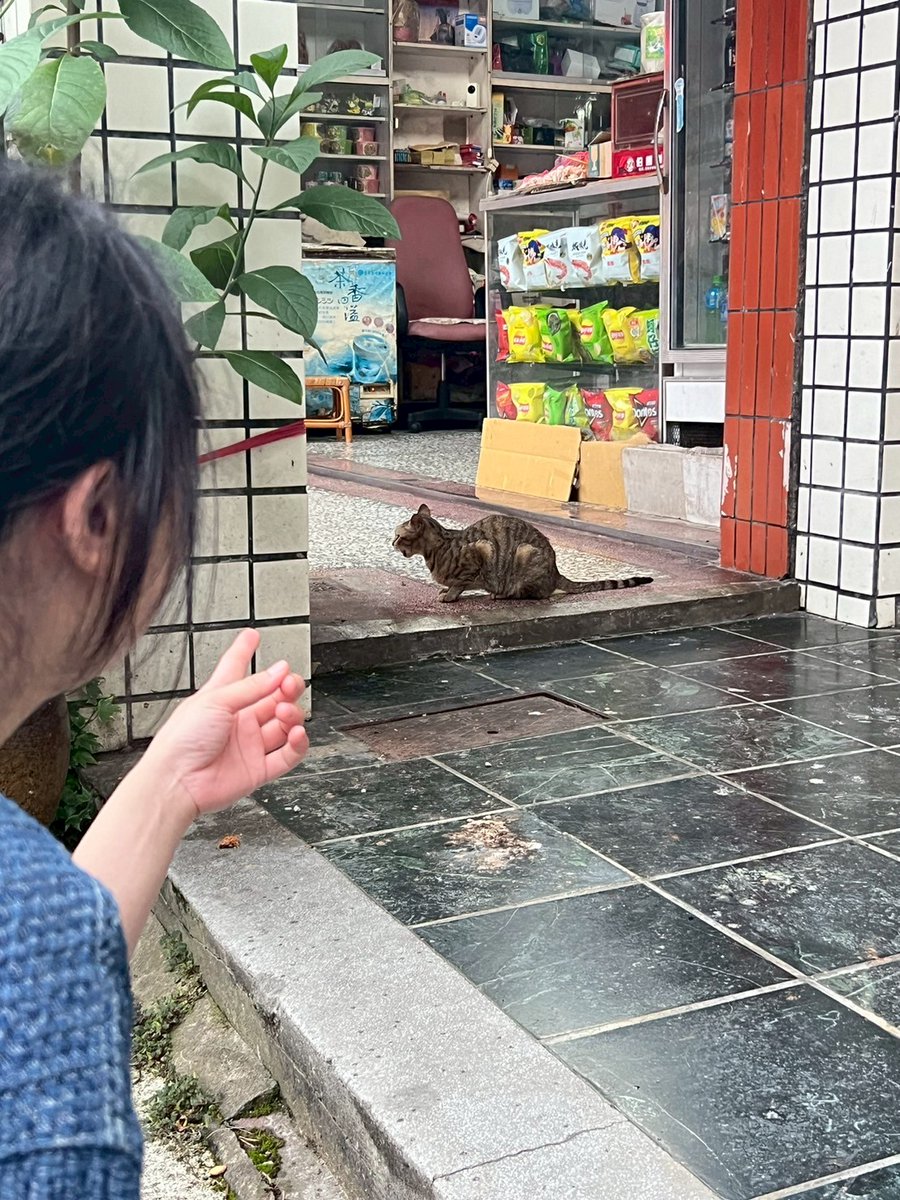 0808jaha's tweet photo. 四月是賞螢的季節~~
今天去了坪林看螢火蟲，
今天也看到了很多的喵喵🐈‍⬛🐈❤️ https://t.co/S8TojFYSJ6