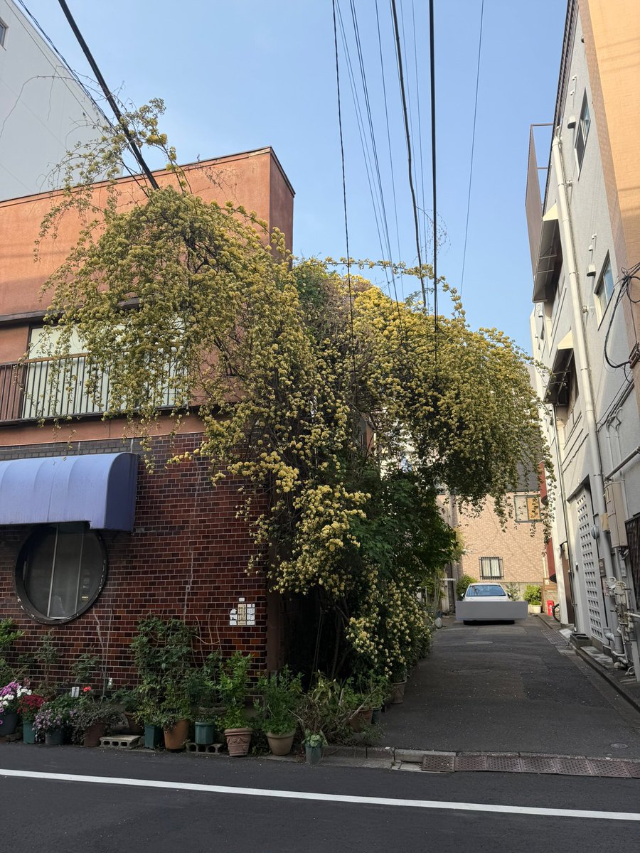 mitoharumon's tweet photo. 各地で見かける、圧倒される量のモッコウバラは、意図的なのか、なっちゃったのか
いずれにしてもすごい https://t.co/GWgrt9b753
