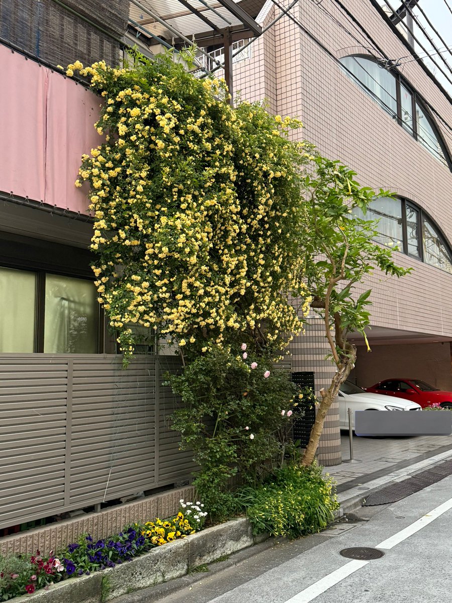 mitoharumon's tweet photo. 各地で見かける、圧倒される量のモッコウバラは、意図的なのか、なっちゃったのか
いずれにしてもすごい https://t.co/GWgrt9b753