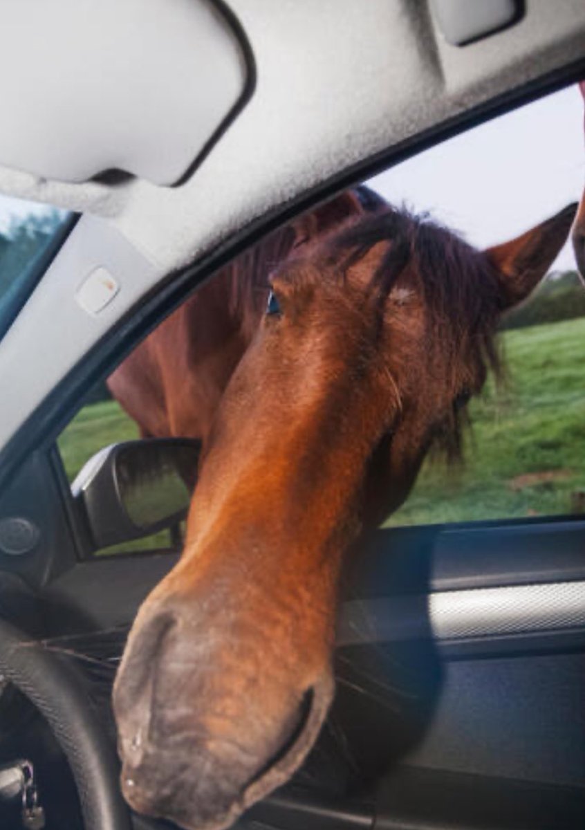 horse looking into car interested curious slightly intrusive perhaps hitchhiking