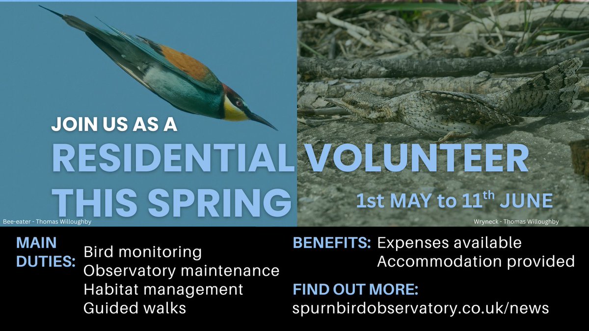 ❗Volunteer needed at Spurn Bird Obs ❗

1 May–11 June.

Must be confident to ID birds by sight &amp; sound. Great chance for birders post-uni or between jobs to join our small, friendly team during peak migration.

Info: spurnbirdobservatory.co.uk/news/volunteer…