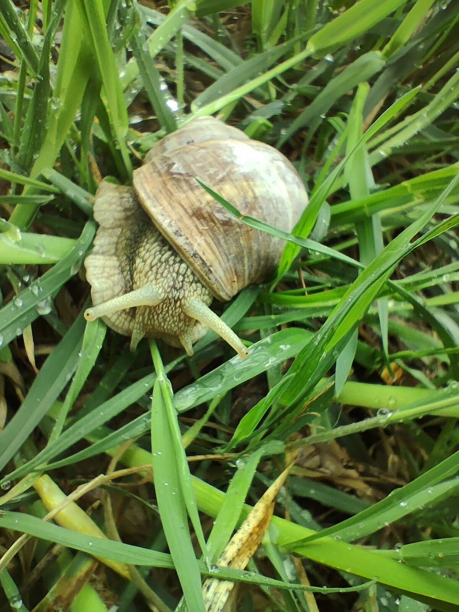 Farodra435's tweet photo. Boah tut mir der #Podex weh.
Rechts vom Womo war dann noch die hübsche #Schnecke hier. Habe sie weg gebracht damit sie beim Ausparken nicht unter die Räder kommt.
Habe sie Betsie getauft. 👌🏼#Fahrrad https://t.co/JwZUROe2p9