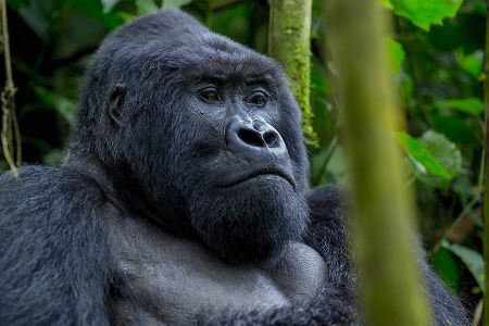 La Forêt Impénétrable de Bwindi, le trésor de biodiversité de l’Ouganda | agenceecofin.com/actualites-tou…