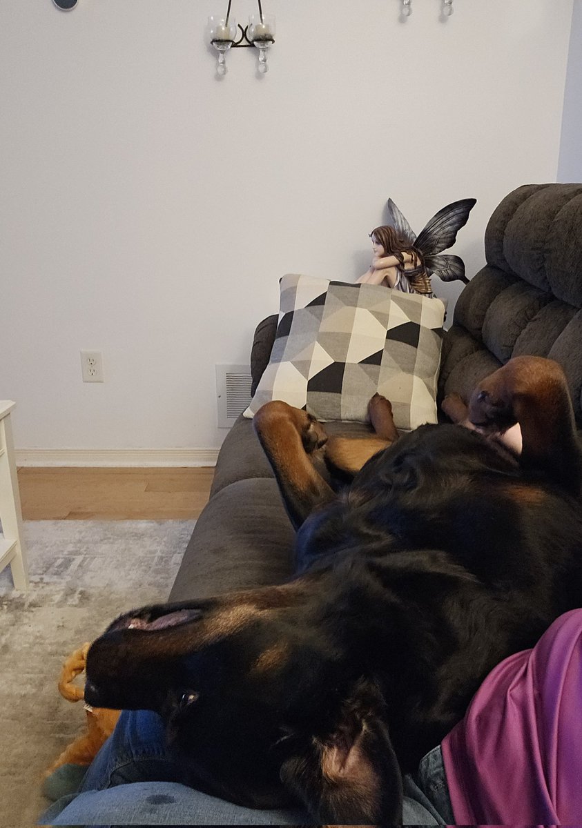 Little_blonde's tweet photo. When you watch a Leaf game with a Rottweiler 
#LeafsForever    #GoLeafsGo https://t.co/GDLsIWdtUv