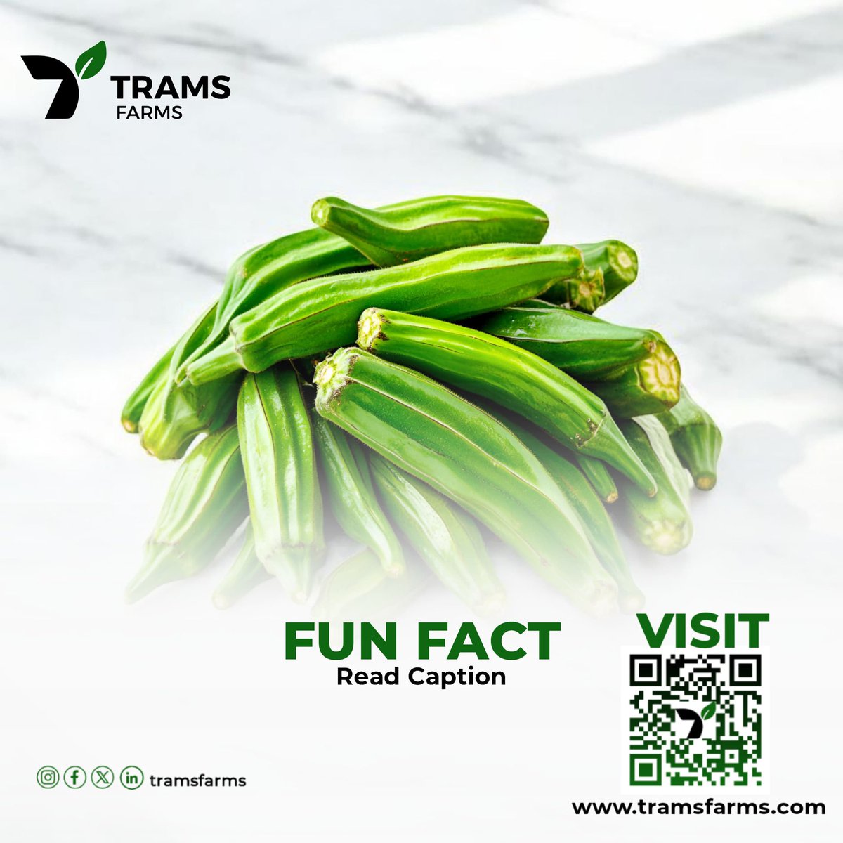 Do you know? 
Okra is packed with vitamins A, C, and K, as well as magnesium and fiber. These nutrients support heart health, blood sugar regulation, and digestive wellness.
#HealthyEating #Tramsfarms