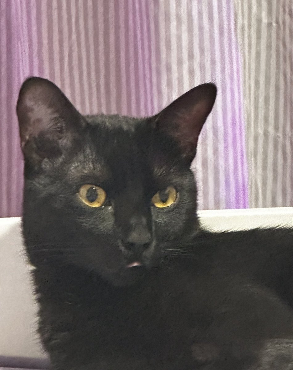 Saratail tweet media