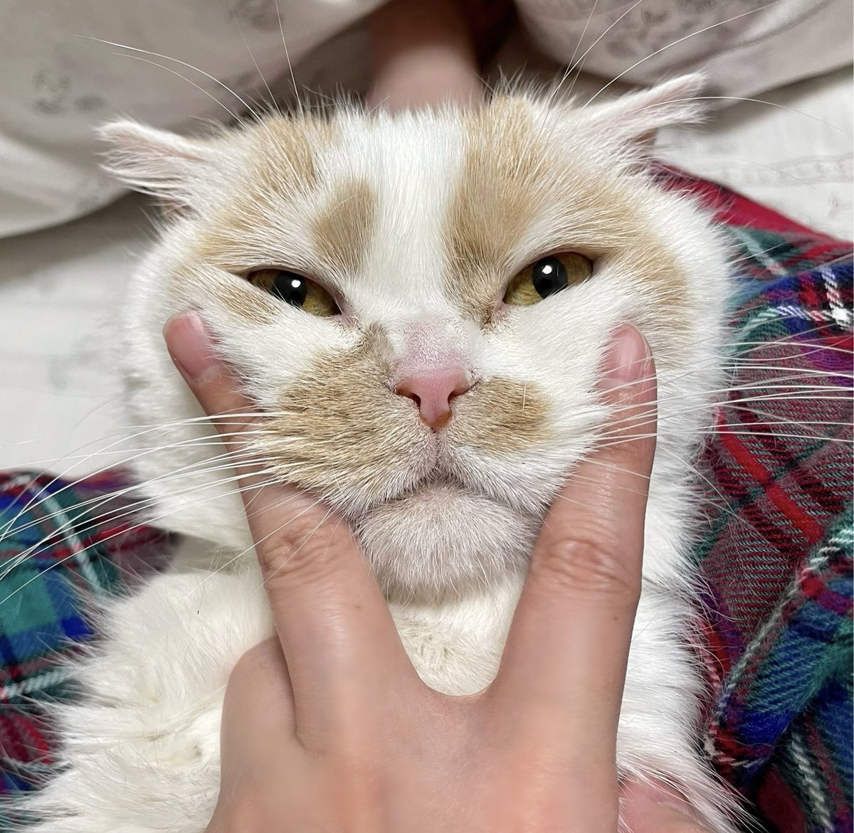 ホイちゃんをキュッ