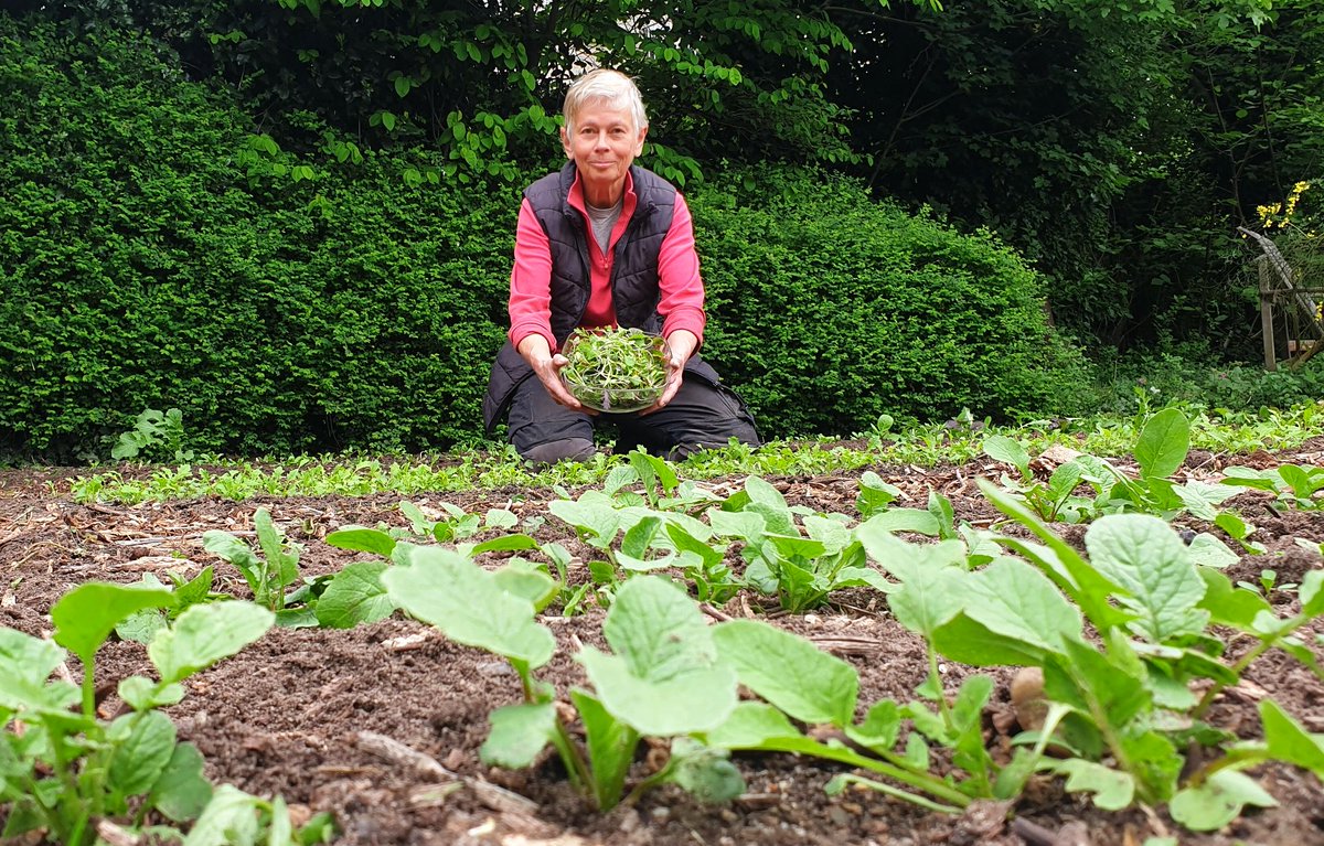 🌱Vandaag geoogst tijdens het uitdunnen van de bladgroente: een portie #microgroente van #raapsteel, #snijbiet en #radijs. Te mooi om níét iets lekkers mee te maken 💚⁠#recept:  slowfoodies.nl
#fromgardentoplate #moestuin #watetenwevandaag #maken #pesto #moestuin