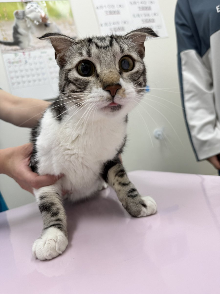 you_me_ahp's tweet photo. かわいいだろう。
これがXraphconnの副作用だ❣️
#FIP
#猫伝染性腹膜炎
#Xraphconn
#ムティアン
#FIP治療
#副作用 https://t.co/Lm5YbbhGvE