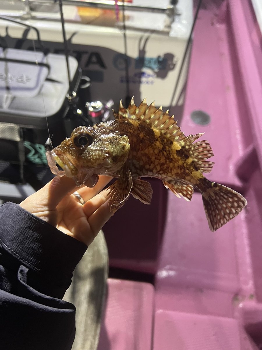 kana (@tsuri__kanana) / Posts / X