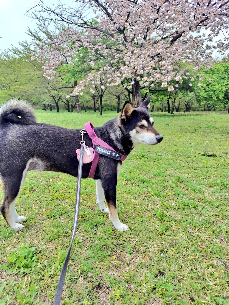 yipo121's tweet image. 午後からゆったりお出かけ

ソメイヨシノは終わっちゃったけど、芝桜、菜の花、チューリップ、サトザクラ等々…

みやぎ千本桜の森公園