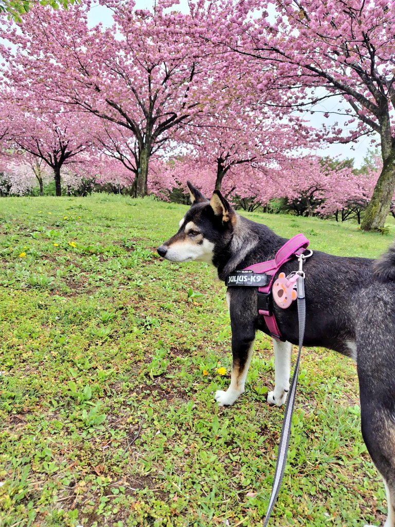 yipo121's tweet image. 午後からゆったりお出かけ

ソメイヨシノは終わっちゃったけど、芝桜、菜の花、チューリップ、サトザクラ等々…

みやぎ千本桜の森公園