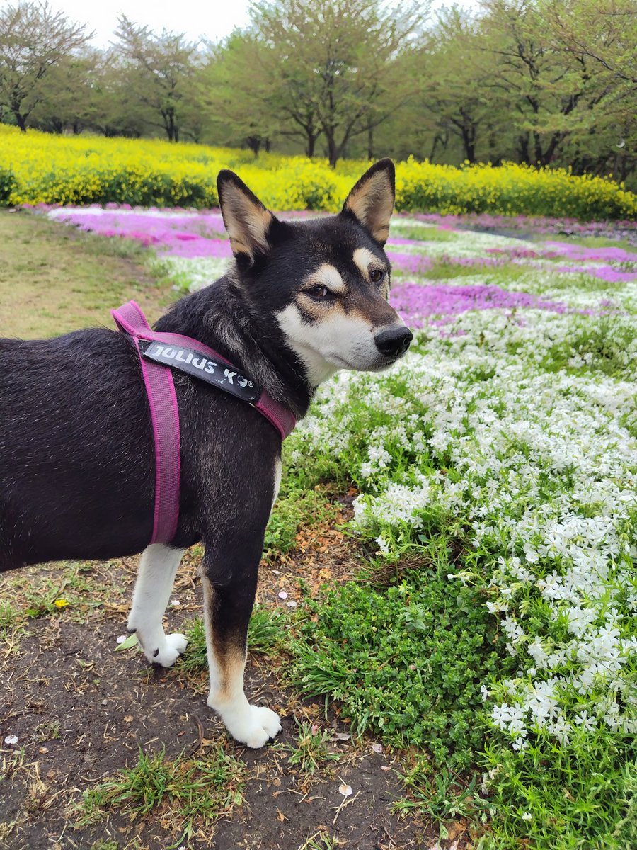 yipo121's tweet image. 午後からゆったりお出かけ

ソメイヨシノは終わっちゃったけど、芝桜、菜の花、チューリップ、サトザクラ等々…

みやぎ千本桜の森公園