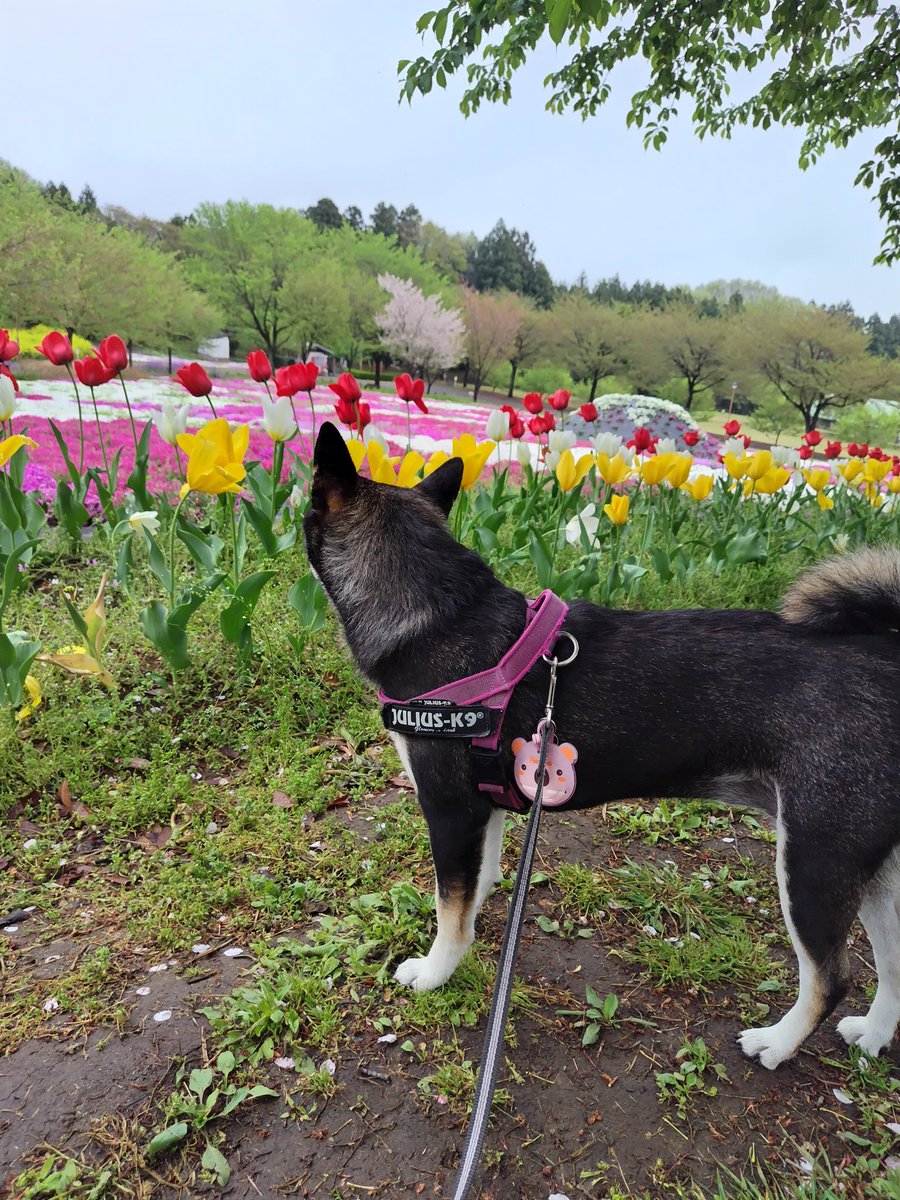 yipo121's tweet image. 午後からゆったりお出かけ

ソメイヨシノは終わっちゃったけど、芝桜、菜の花、チューリップ、サトザクラ等々…

みやぎ千本桜の森公園