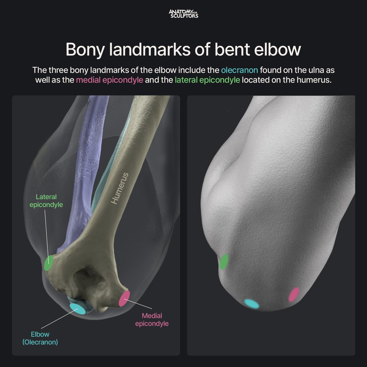 Anatomy For Sculptors tweet media