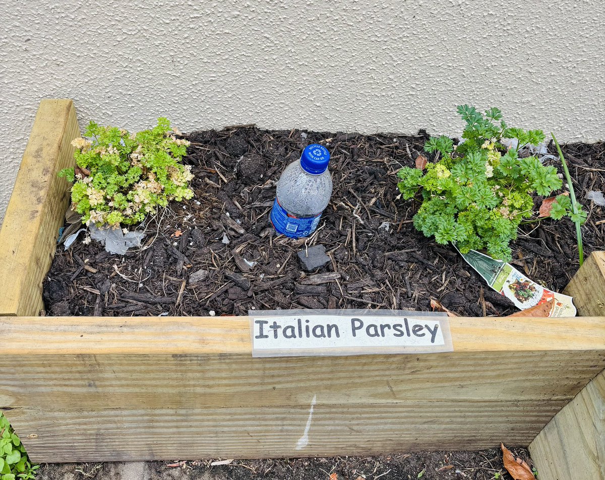 After Math IReady Diagnostic, we took a brain break to enjoy nature for Earth Day. Ms. Rodriguez has done an amazing job with her gardening club. They reuse water bottles for irrigation. Smelling the fresh herbs and tree watching was fun! <a href="/RooseveltESRise/">Roosevelt Elementary School</a>