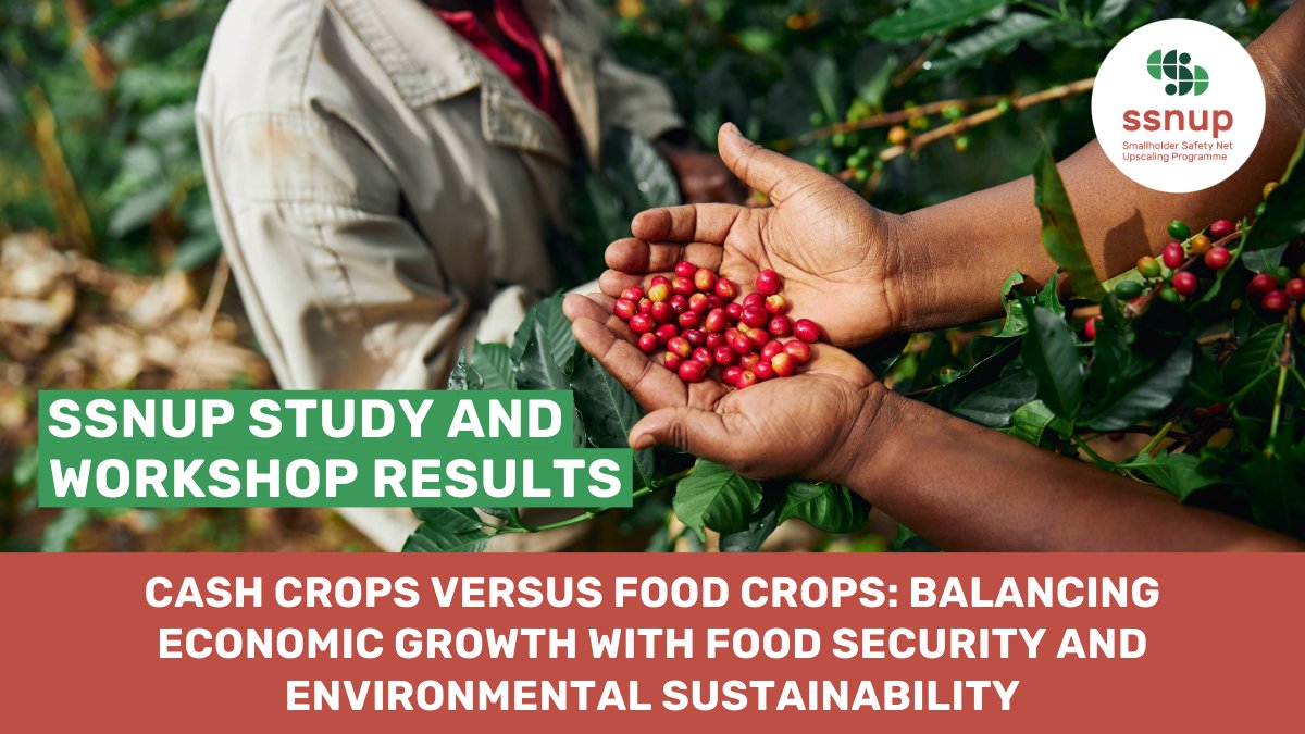 As the ADA-coordinated Smallholder Safety Net Uscaling programme (#SSNUP) commissioned a study by Wageningen Economic Research on how to boost private investments in local food value chains in developing countries 👉 swll.to/ssnup-crops